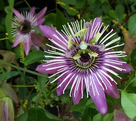 Atropurpurea Passion Flower, Passionvine, Passiflora 'Atropurpurea', P. atropurpurea
